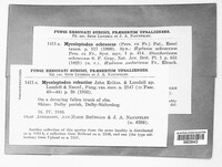 Steccherinum ochraceum image